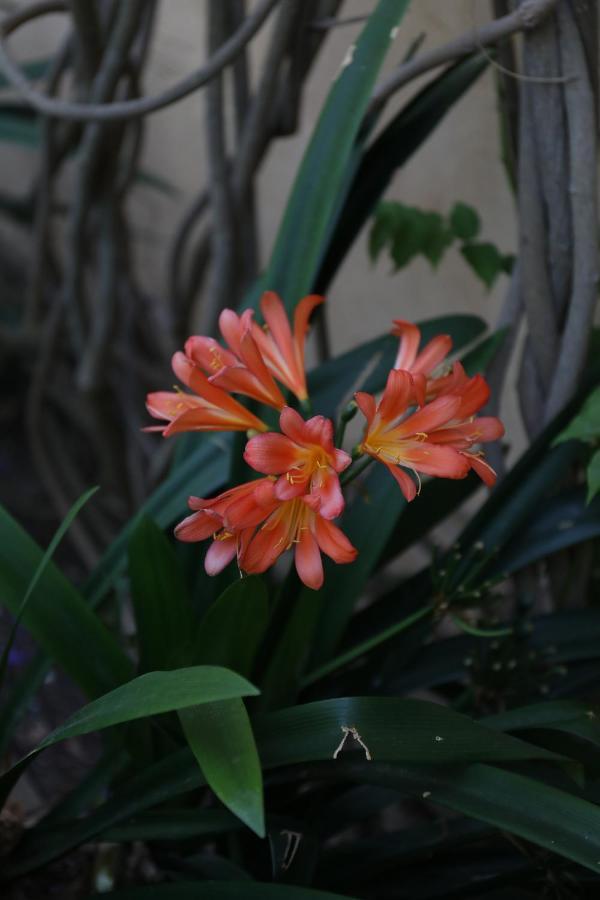 Mimi Calpe Bed & Breakfast Tangier Bagian luar foto